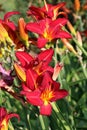 Red daylily flower in close up Royalty Free Stock Photo