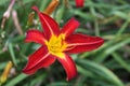 Red daylily flower from an English country garden Royalty Free Stock Photo