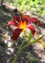 Red daylily flower is in full bloom Royalty Free Stock Photo