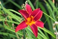 Red daylily flower in a garden Royalty Free Stock Photo