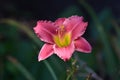 Red Daylily