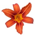 Red daylily flower Royalty Free Stock Photo