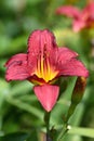 Red Daylily Flower Royalty Free Stock Photo