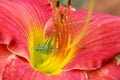 Red Daylily With Green Bush Cricket in Center of Flower Royalty Free Stock Photo