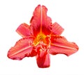 Red daylily (Hemerocallis) closeup isolated on white Royalty Free Stock Photo