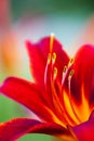 Red daylily Hemerocallis flower closeup Royalty Free Stock Photo