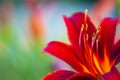 Red daylily Hemerocallis flower closeup Royalty Free Stock Photo