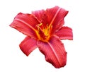 Red daylily (Hemerocallis) flower isolated on white Royalty Free Stock Photo