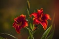 Red daylily Hemerocallis fulva Royalty Free Stock Photo