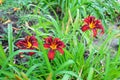 Red daylily Hemerocallis Royalty Free Stock Photo