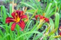 Red daylily Hemerocallis Royalty Free Stock Photo