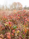 Red dead autumn leaves shrubland meadow country nature