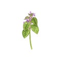 Red dead-nettle flower, drawing by colored pencils