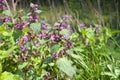 Red dead nettle (Lamium purpureum)