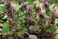 Red dead nettle, lamium purpureum