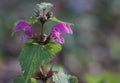 Red Dead-Nettle (Lamium purpureum)