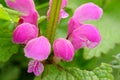 Red deadnettle