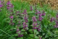 Red Deadnettle Lamium purpureum. Flowering of the porpur in the garden