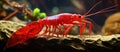 Electric blue crustacean Decapoda sits on rock in aquarium