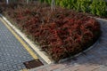 Red deciduous prickly bushes in a concrete curb flowerbed rectangular on the street near the concrete wall. gray interlocking tile