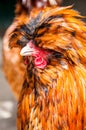 Red decorative chicken or rooster. Kholhatai breed chickens The head is covered with feathers.