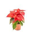 Red decorative Christmas plant