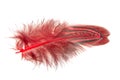 Red decorative colorful pheasant bird feather isolated on the white background Royalty Free Stock Photo