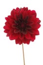 Red decorative dahlia flower bloom isolated on white with clipping path