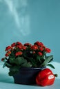 Red decorative Kalanchoe and red pepper. Still life. The flower and pepper are lit by the sun. Plain blue background.