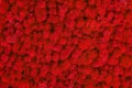 Red decorative moss texture. Wall from moss background Royalty Free Stock Photo