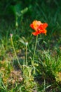 decorative poppy flower grows in the field or in the garden Royalty Free Stock Photo