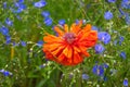 Red decorative poppy on flowerbed among flax flowers_ Royalty Free Stock Photo