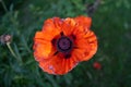 Red decorative poppy, green grass background, close-up, selective focus