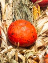 Red decorative pumpkin at straw in sunlight autumn background, selective focus, shallow DOF Royalty Free Stock Photo