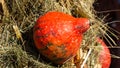 Red decorative pumpkin at straw in sunlight autumn background, selective focus, shallow DOF Royalty Free Stock Photo