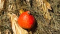 Red decorative pumpkin at straw in sunlight autumn background, selective focus, shallow DOF Royalty Free Stock Photo