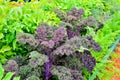 Red decorative shrub cabbage and celery grow in the garden.