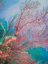 Red Deepwater Gorgonian.Diodogorgia nodulifera;