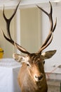 Red deer Royalty Free Stock Photo