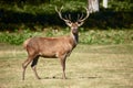 Red deer Royalty Free Stock Photo