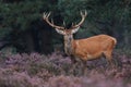 Red deer