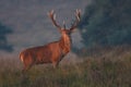 Red deer Royalty Free Stock Photo