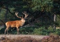 Red Deer