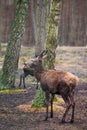 Red deer Royalty Free Stock Photo