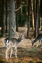 Red deer Royalty Free Stock Photo