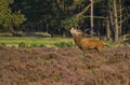 Red deer