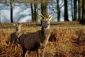 Red deer