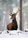 Red-deer Royalty Free Stock Photo