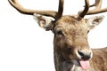 Red deer Royalty Free Stock Photo