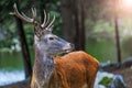 Red deer on alert look for hunters. Portrait of noble buck male in the wild landscape. Deer at maturity age.